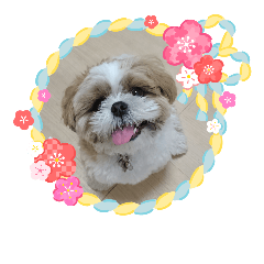 Shih tzu  ponnmaru