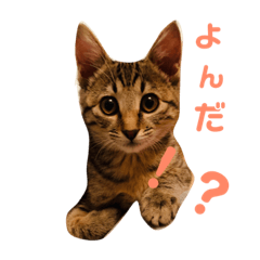 yukari_20181114121117