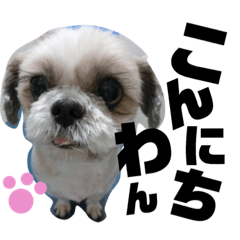 I love dog stamp ShihTzu