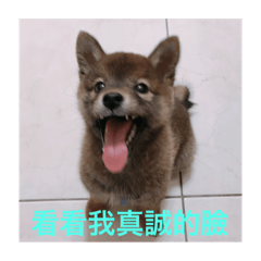 大屁股柴柴的日常