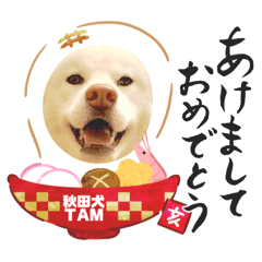 Akita dog TAM's New Year's Day