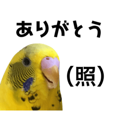 bird's thank you