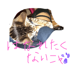hachi_20181130123837