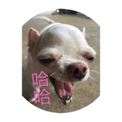 芽芽娃娃