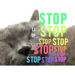 fuzzy cats love