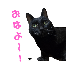 黒猫のみぃ&にく