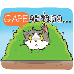 GAPE cheeky cat e