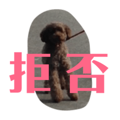 happy toypoodle shokichi