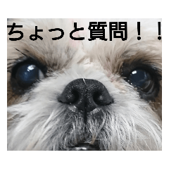 JASMINE_20181201124755