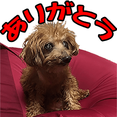 toy poodle Kimeru