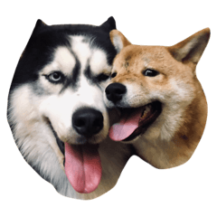 馬阿嘟嘟嘟嘟～柴。