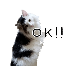 のるうぇーじゃんふぉれすときゃっと