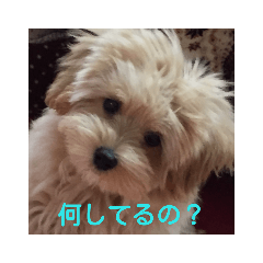 saori_20181203211900