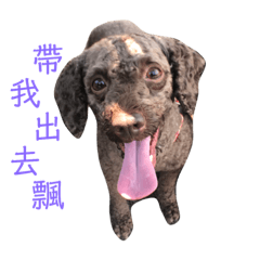 肥嘟嘟巧克力