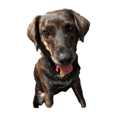 妹妹 DOG
