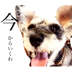 COA_schnauzer2