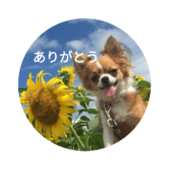 alice_20181204222426