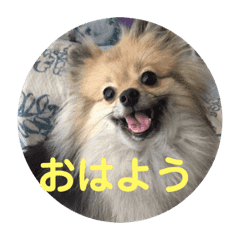 ポメラニアン目線な日常やりとりスタンプ Line スタンプ Line Store ポメラニアン目線な日常やりとりスタンプ Line スタンプ Line Store
