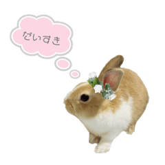 rabbit is moka