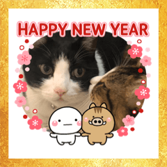 Cats and dog A HAPPY NEW YEAR 2019