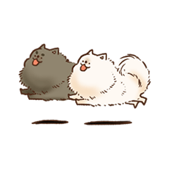 可愛い子犬ポメラニアンの一日。