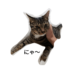 melon_20181130194137