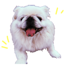 pekingese_po