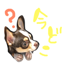 chiwawa!
