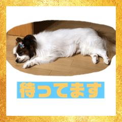 Daily life of the papillon!!
