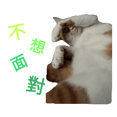 萌貓貼圖集#01