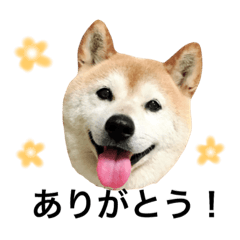 panshiba