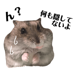 saebird_hamster