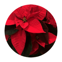 Poinsettia .X'mas Red Flower 16 STICKERS