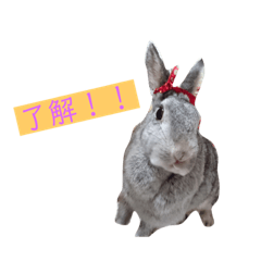 Rabbit-STAMP