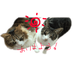 かわいいねこちゃん達の会話