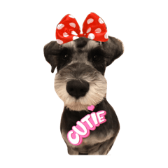 Schnauzers are dogs