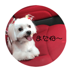 mayu_20181207200439