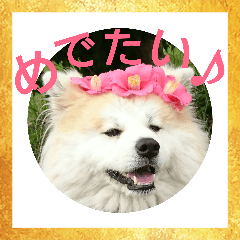 AKITA DOG MOKO , New year