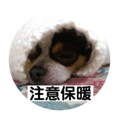 吉娃娃 點點