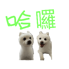 白博美 比比 生活用語