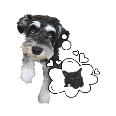 ミニチュアシュナウザー2