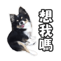 長毛吉娃娃姆姆