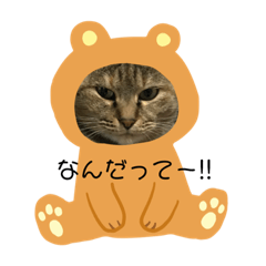 cat4649