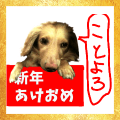 My pet Marukuru