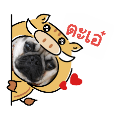DOG_20181207110018