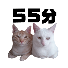YukiKei cats timeVer.