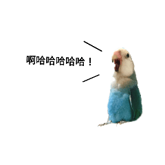 BIRDSTORY.1 小鸚日誌