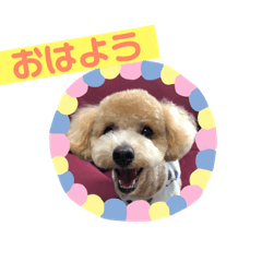 DOG_20181210013321