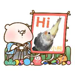 SHU-HUA FAMILY 小飛（珍珠玄鳳鸚鵡）