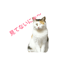 cat_20181206180643